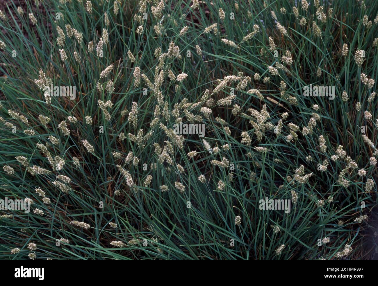 Sesleria coerulans, Poaceae. Stock Photo