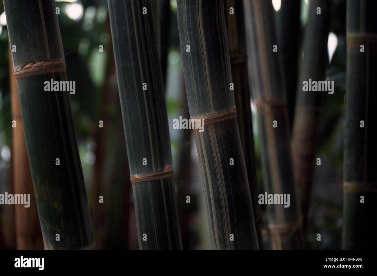 Giant bamboo (Gigantochloa verticillata), Poaceae Stock Photo - Alamy