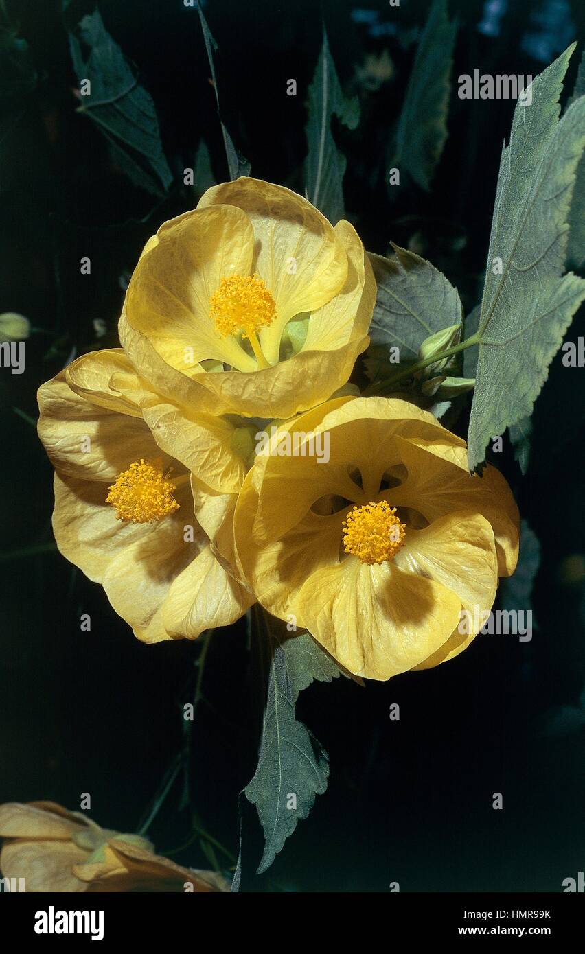 Indian mallow or Velvetleaf (Abutilon sp), Malvaceae. Stock Photo