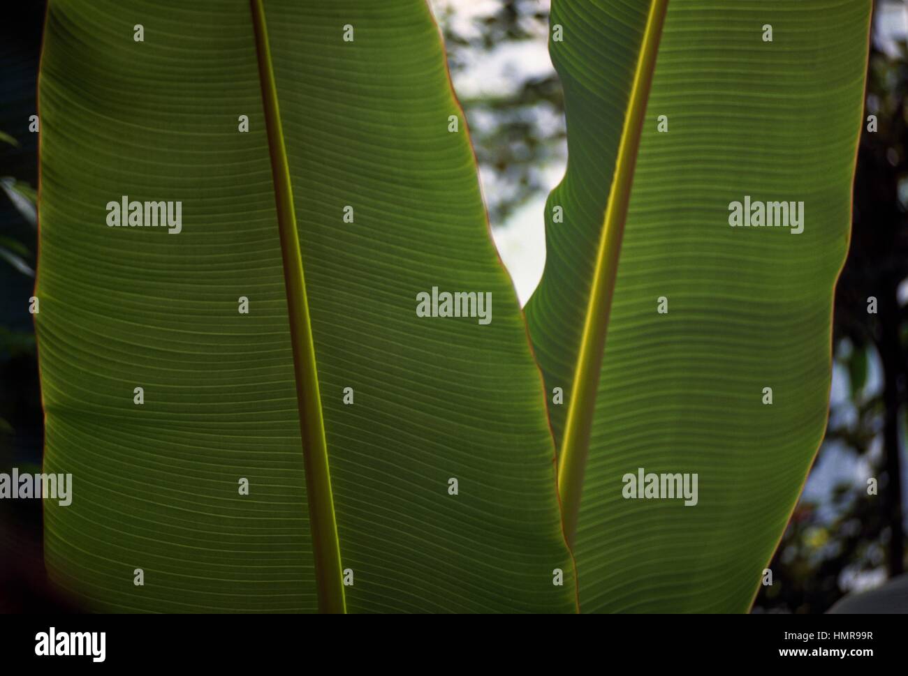 Cliff banana leaves (Ensete superbum), Musaceae. Stock Photo