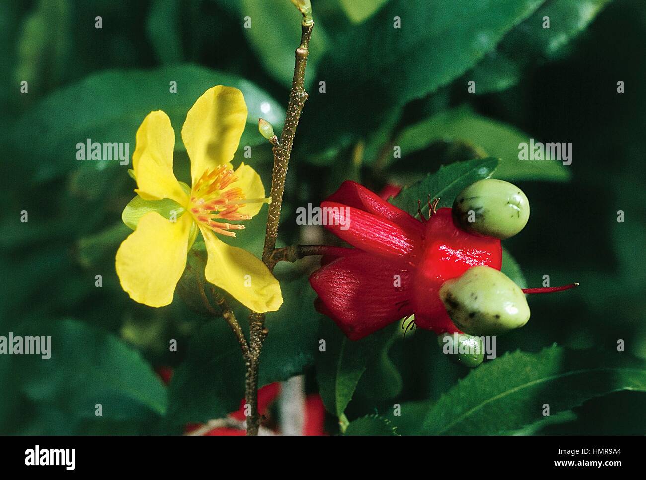 Mickey Mouse Plant or Bird's Eye Bush (Ochna serrulata), Ochnaceae. Stock Photo