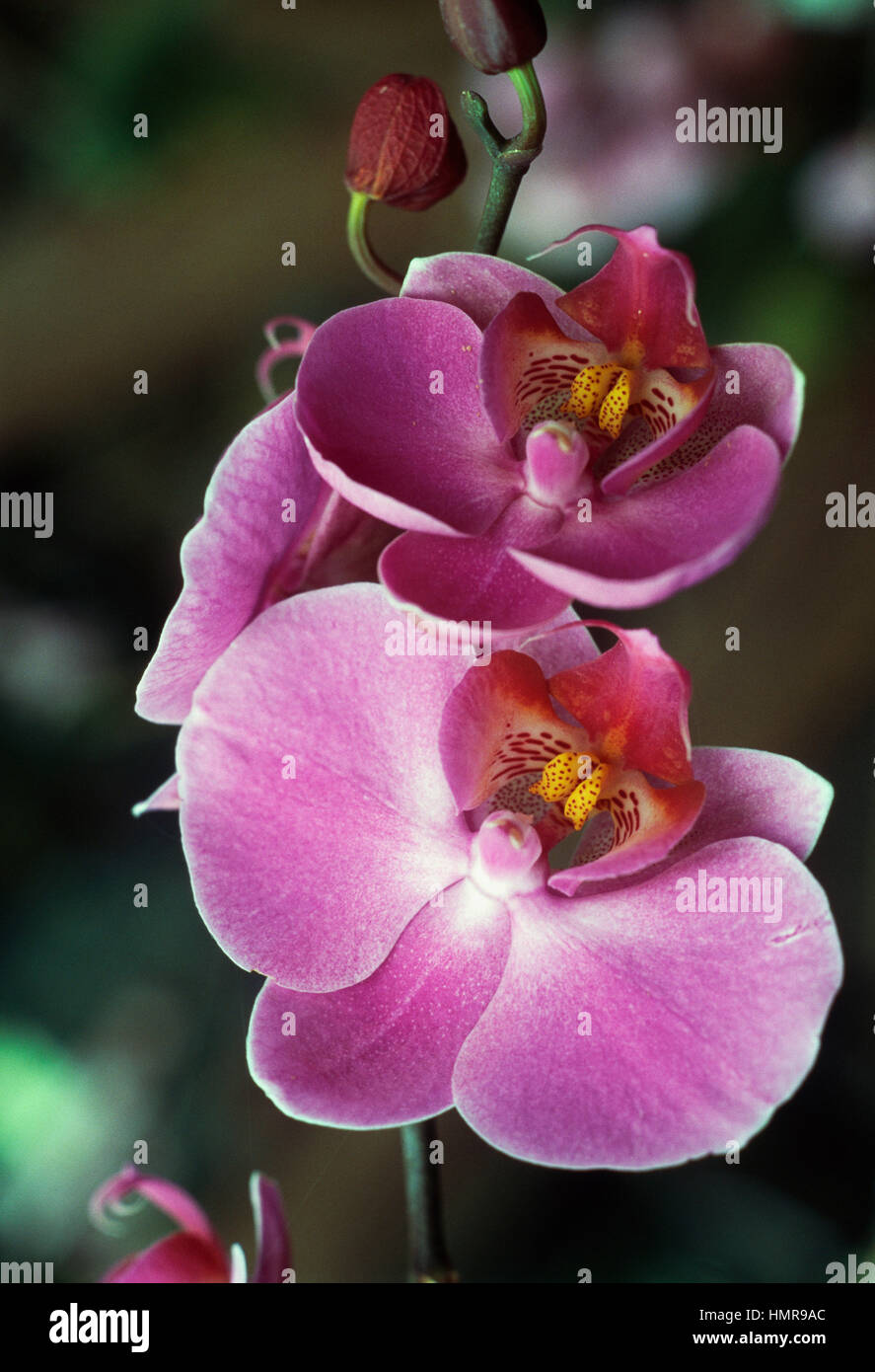 Hybrid of Moth Orchid (Phalaenopsis), Orchidaceae. Stock Photo