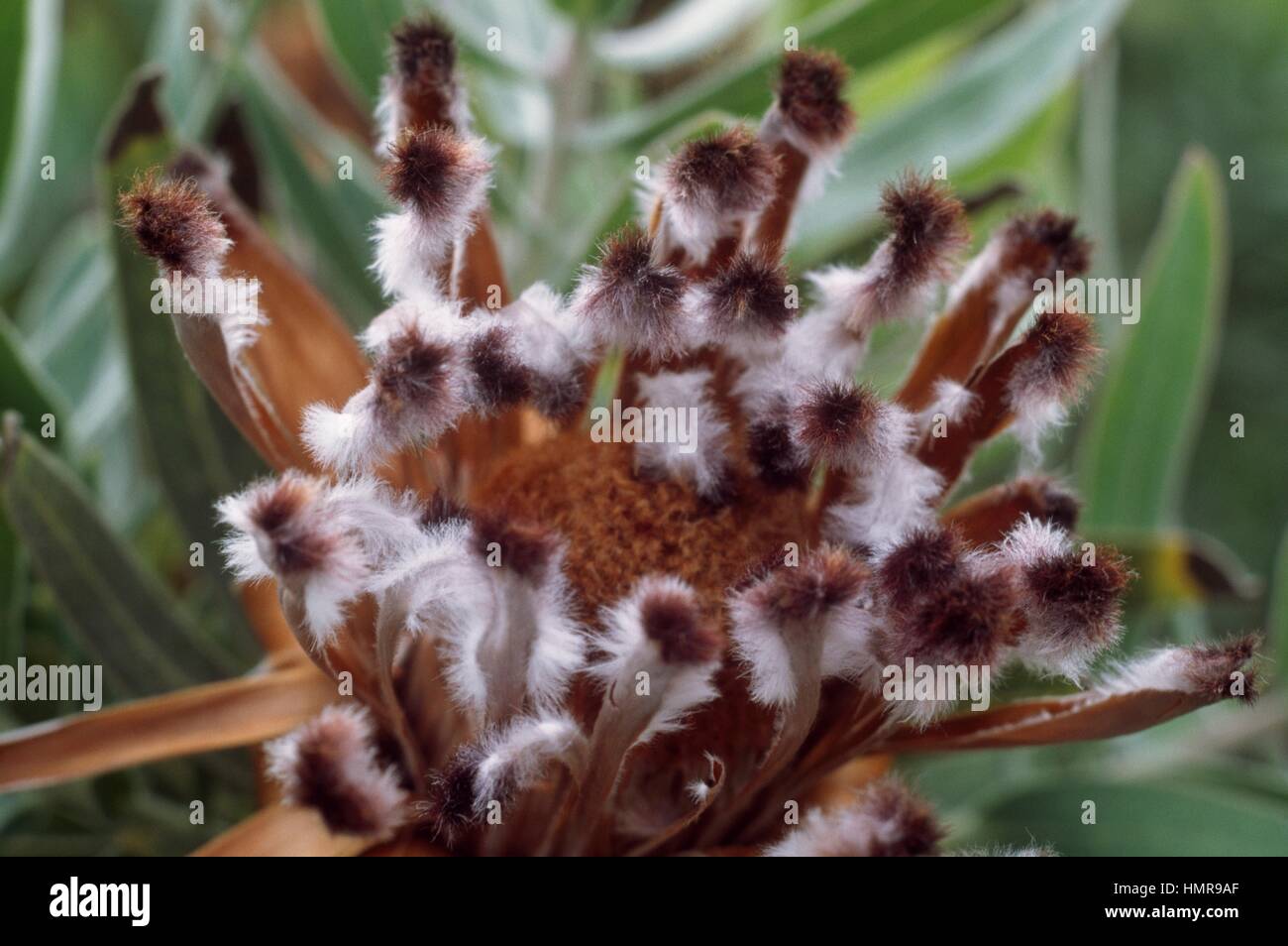 Sugarbushes (Protea repens), Proteaceae. Stock Photo
