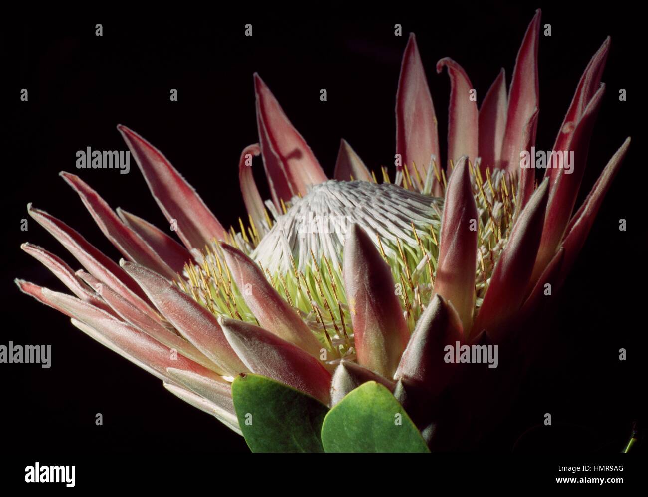 Sugarbushes (Protea repens), Proteaceae. Stock Photo