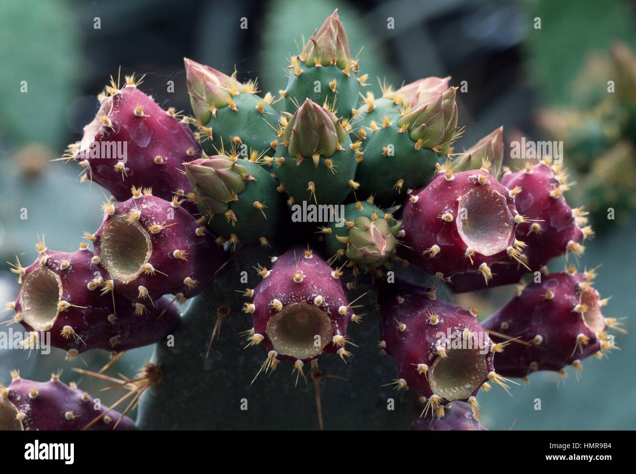 Prickly pear or Indian fig (Opuntia elatior) fruit, Cactaceae Stock