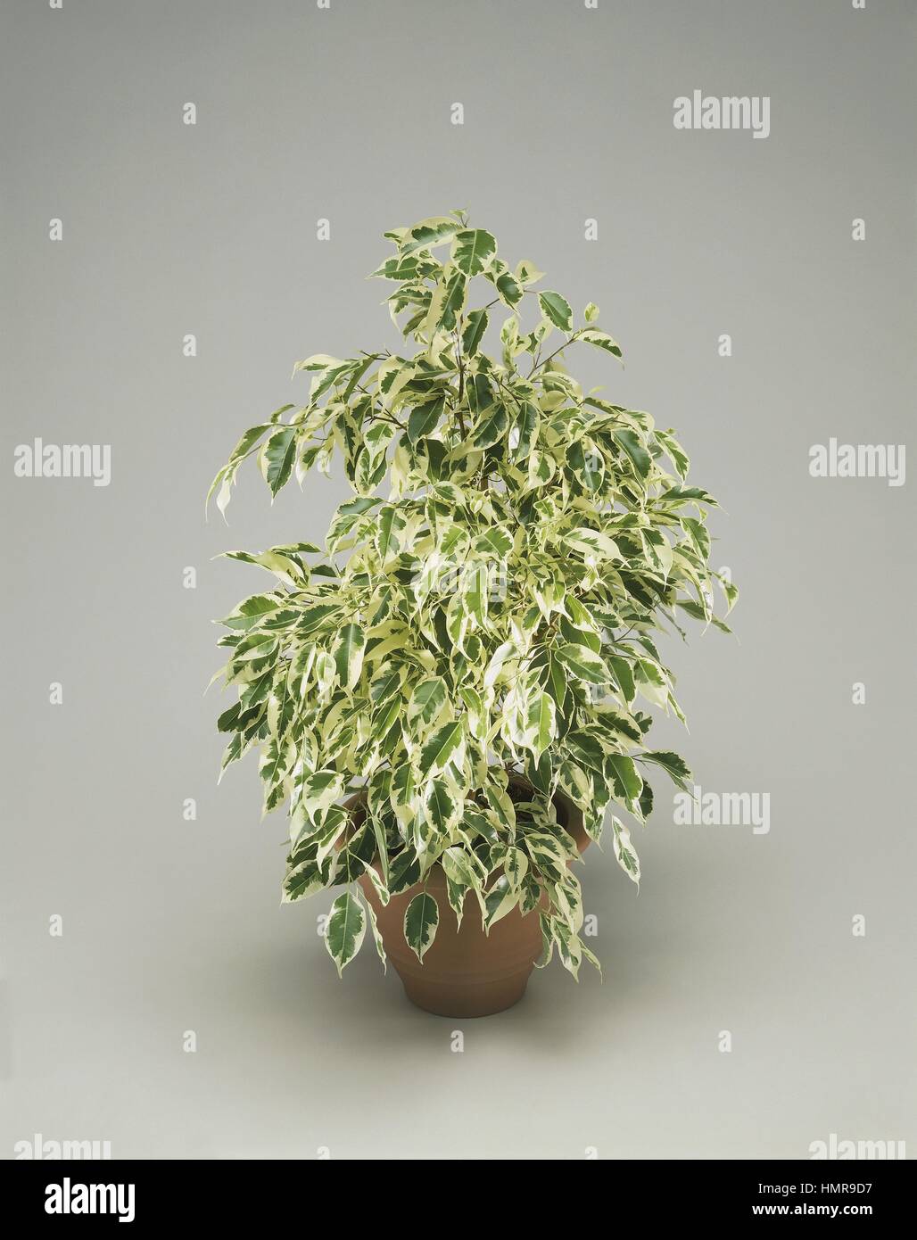 Houseplants Moraceae. Weeping fig (Ficus benjamina 'Starlight' Stock Photo Alamy