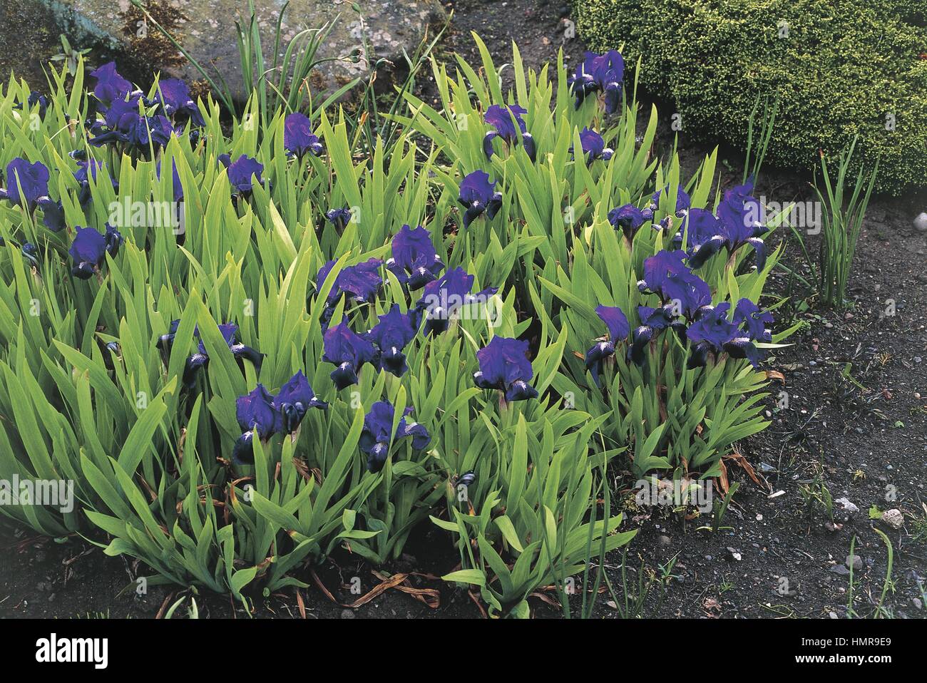 Botany - Iridaceae. Crimean iris (Iris lutescens 'Cyanea') Stock Photo