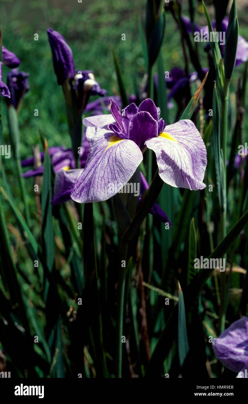 Japanese water Iris (Iris ensata kaempferi), Iridaceae, Strybing Arboretum, San Francisco, United States. Stock Photo