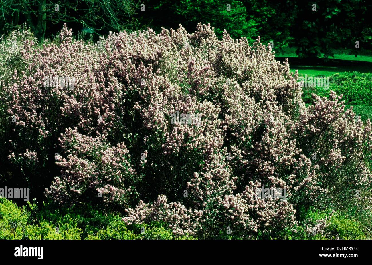 Irish heath (Erica erigena Superba), Ericaceae. Stock Photo