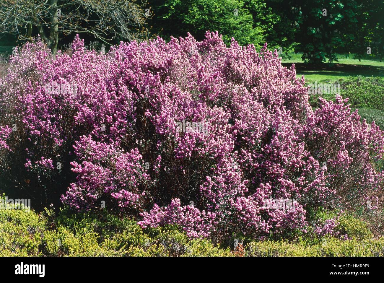 Irish heath (Erica erigena Superba), Ericaceae. Stock Photo