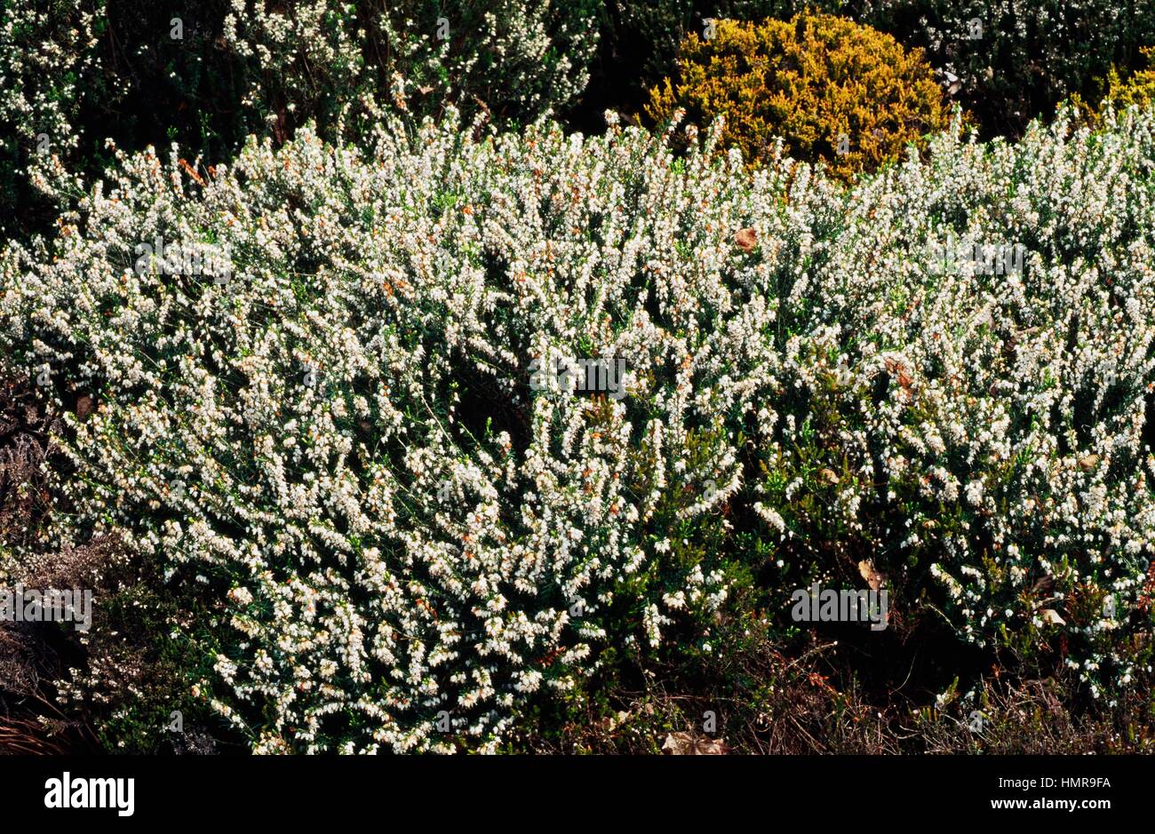 Erica x darleyensis White Perfection, Ericaceae. Stock Photo