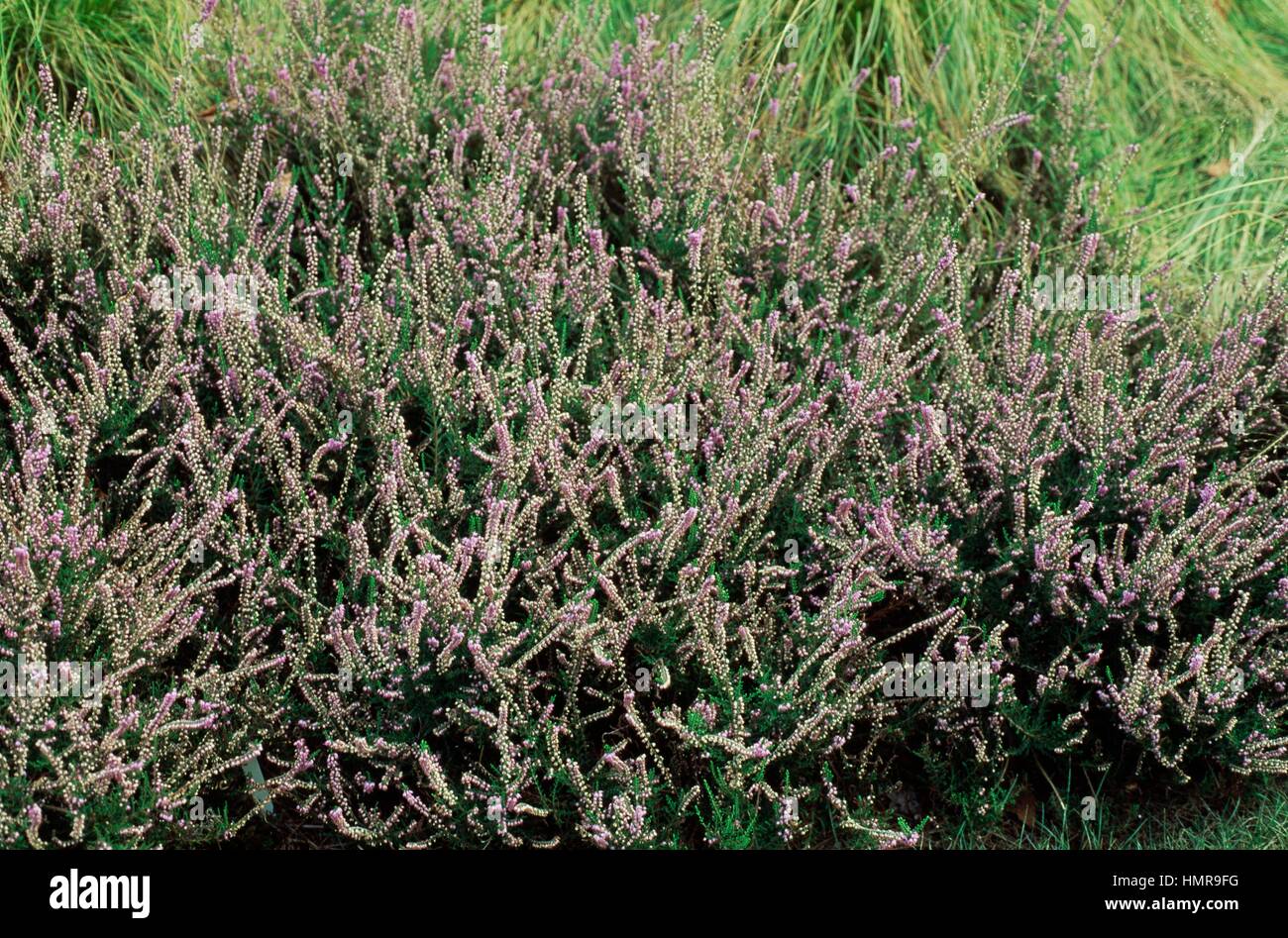 Heather (Calluna vulgaris Anchy Ann), Ericaceae. Stock Photo