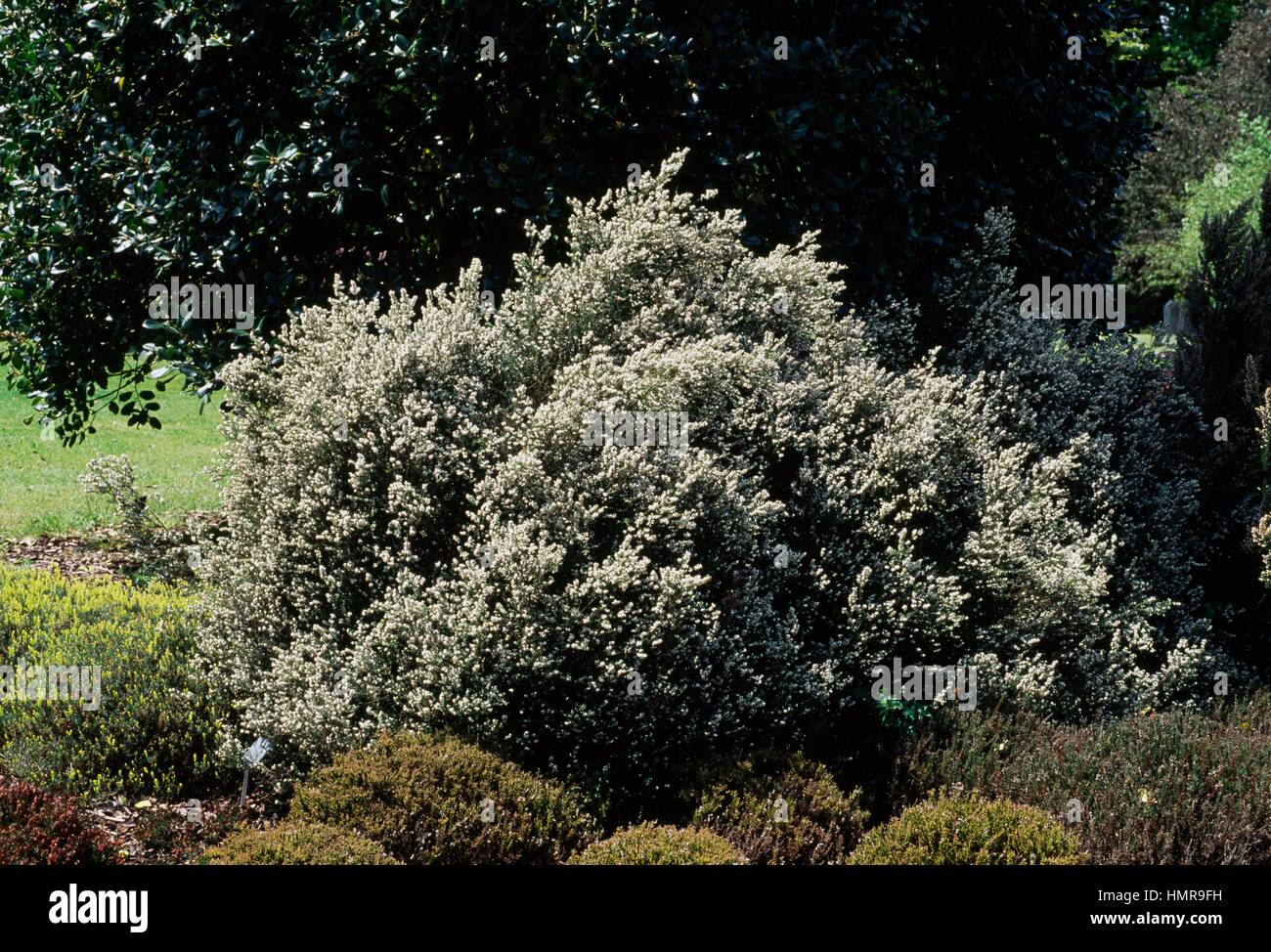 Irish heath (Erica erigena Hibernica Alba), Ericaceae. Stock Photo