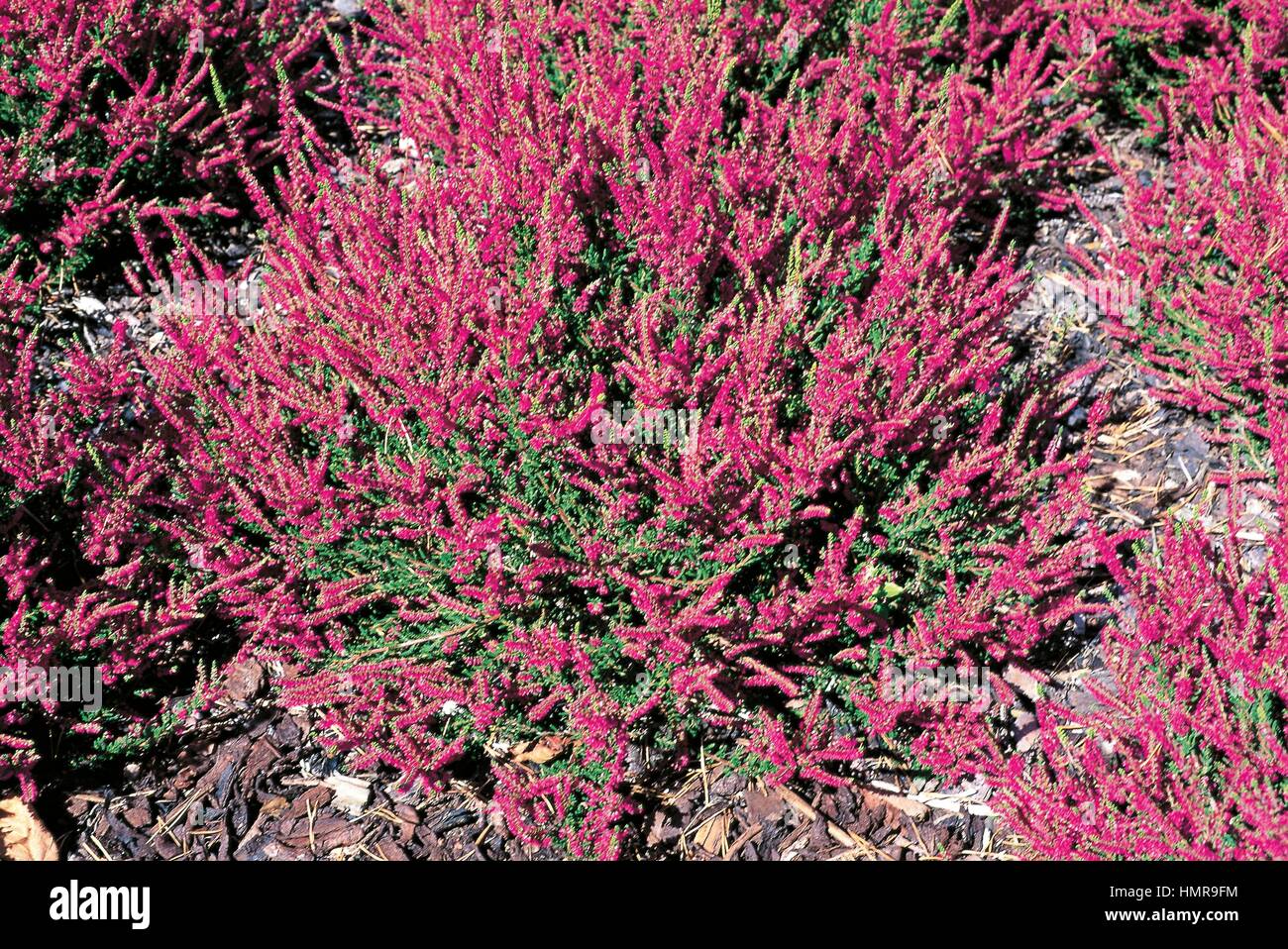 Heather (Calluna vulgaris Allegretto), Ericaceae. Stock Photo