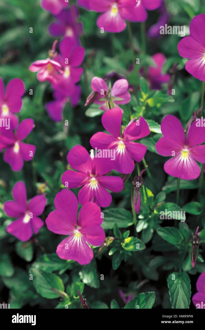 Horned Pansy (Viola cornuta Rosea), Violaceae. Stock Photo