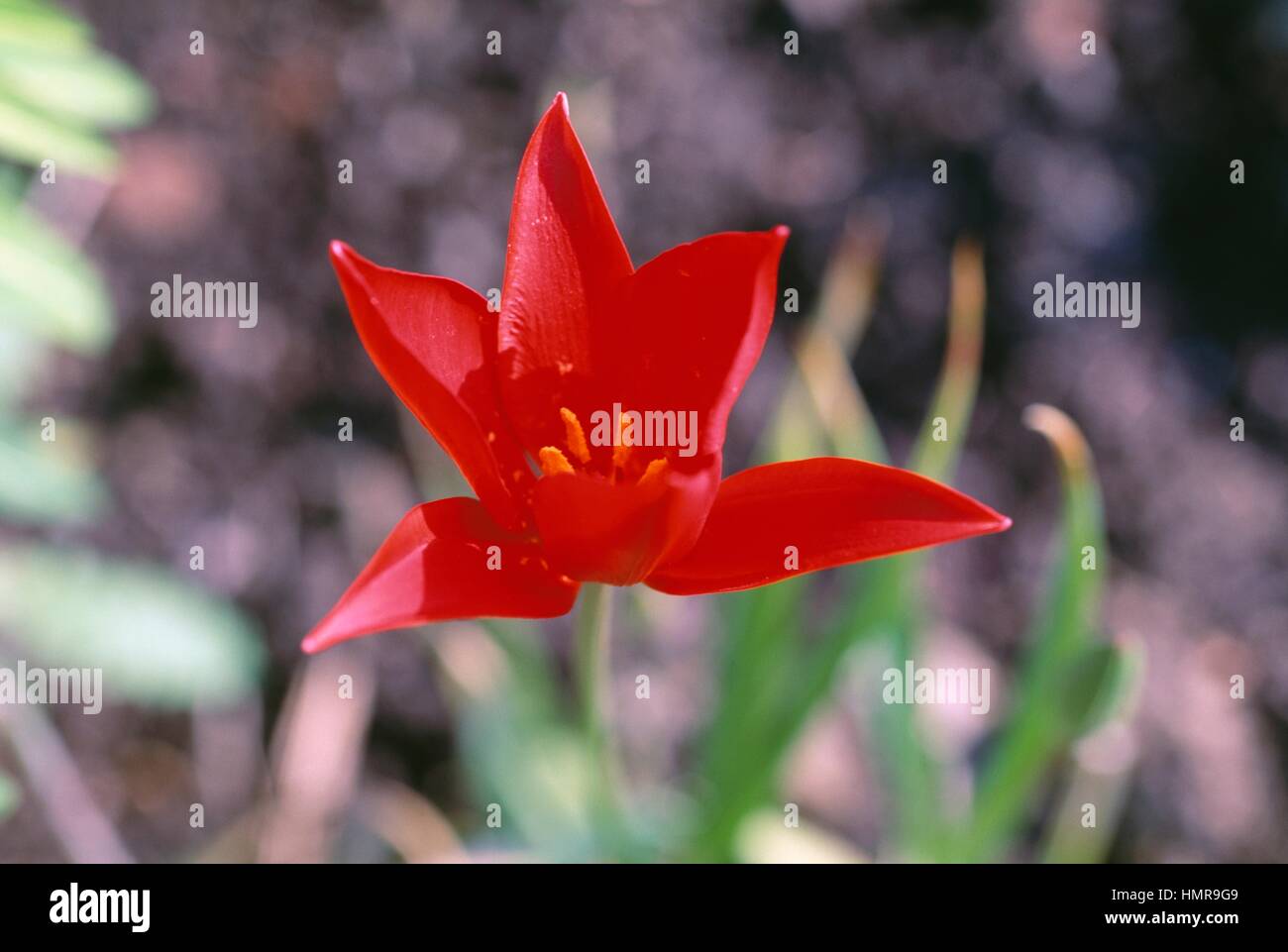 Tulip (Tulipa sprengeri), Liliaceae. Stock Photo