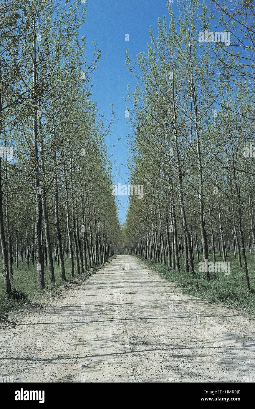 Botany - Trees - Salicaceae. Poplars Stock Photo - Alamy
