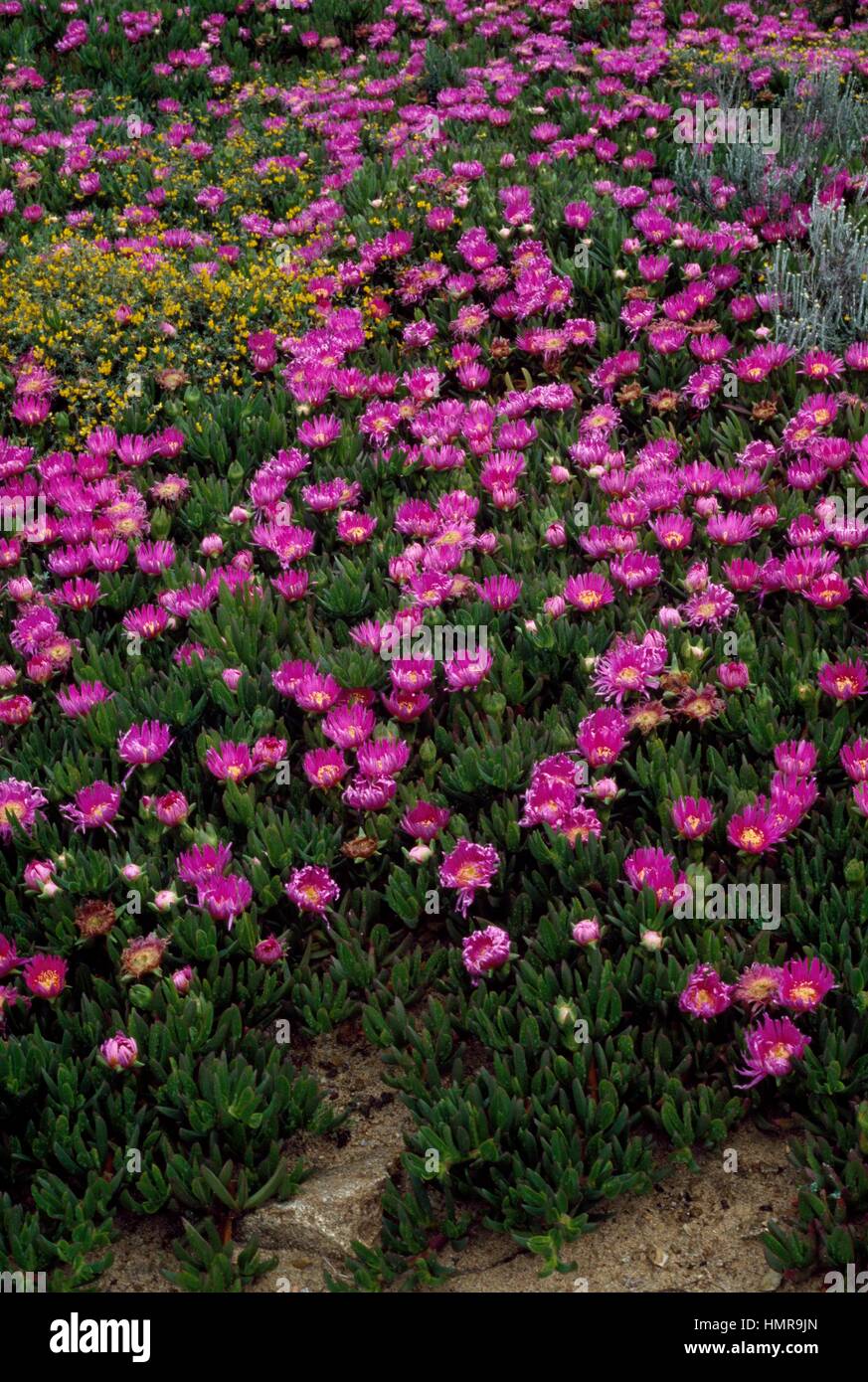 Pigface, ice plant, and Hottentot plant (Carpobrotus acinaciformis), Aizoaceae. Stock Photo