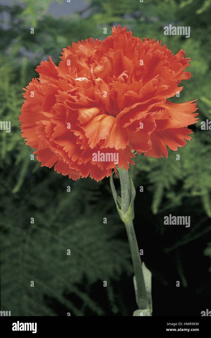 Botany. Flowers - Carnation, Sumatra Stock Photo