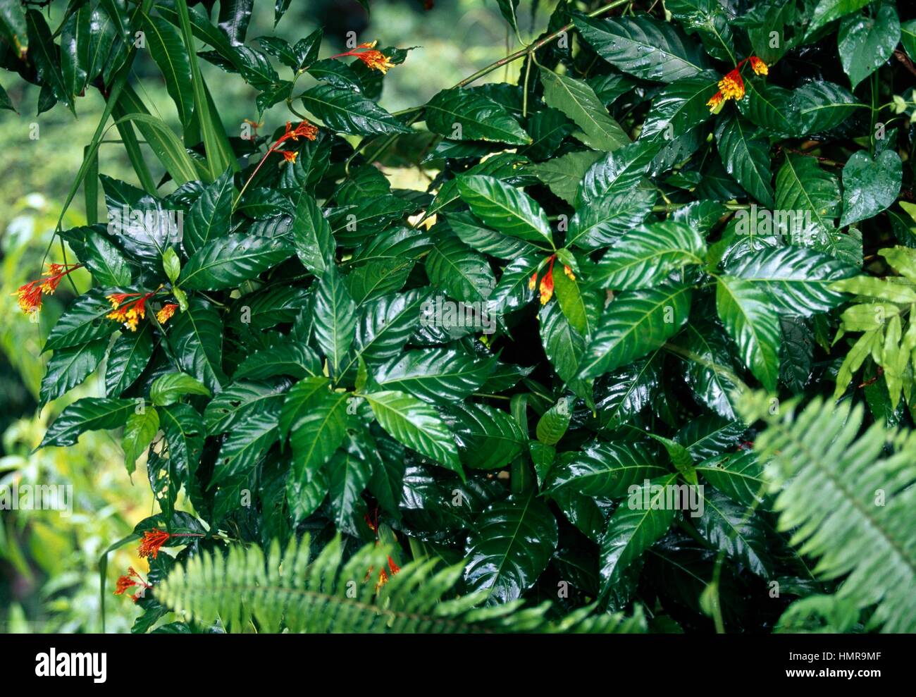 Endemic plants, Dominica, Antilles Stock Photo Alamy