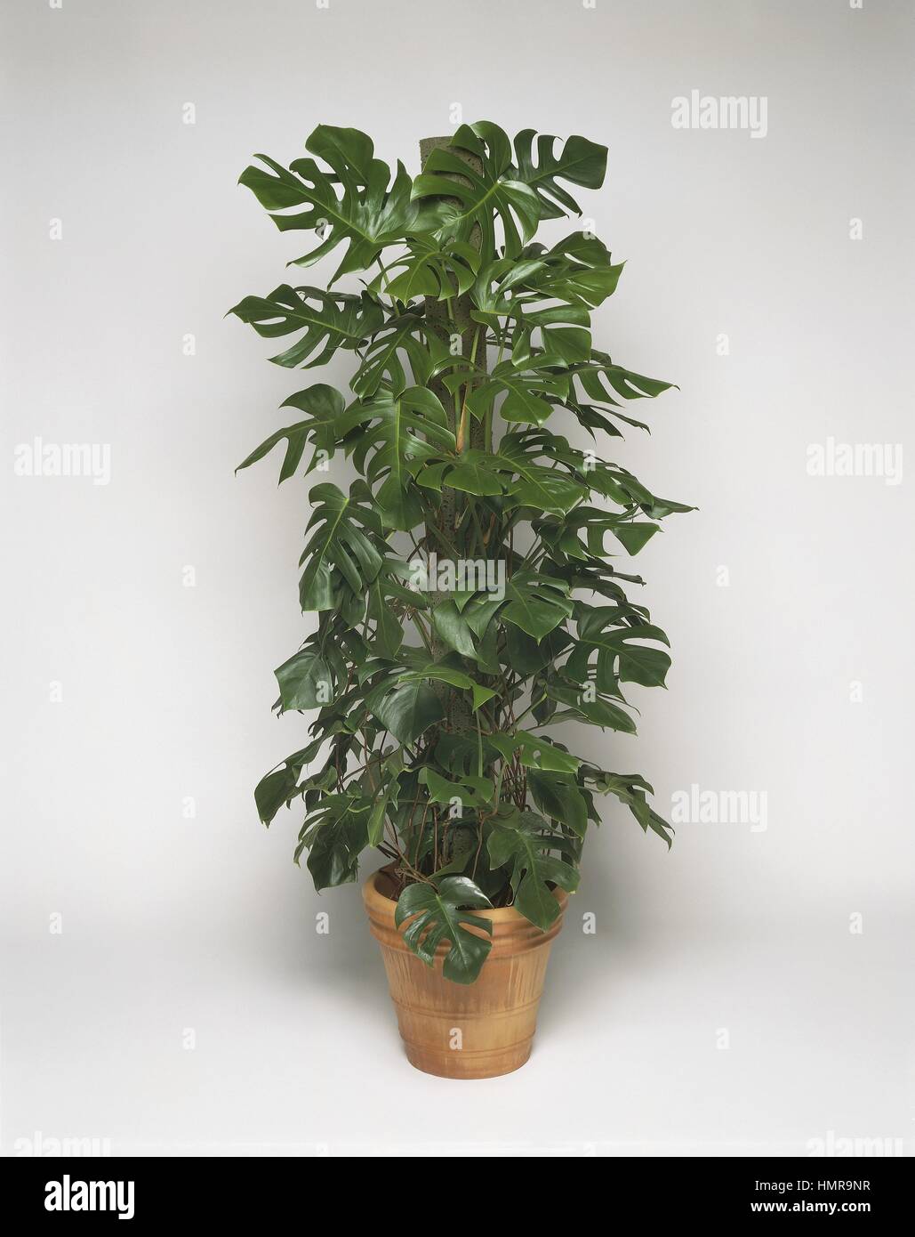 plant pieris Pieris japonica Interstella – Evergreen Beauty for Gardens – Greenwood  Nursery main image 0