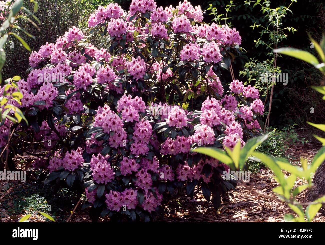 Rhododendron (Rhododendron Blue Peter), Ericaceae. Stock Photo