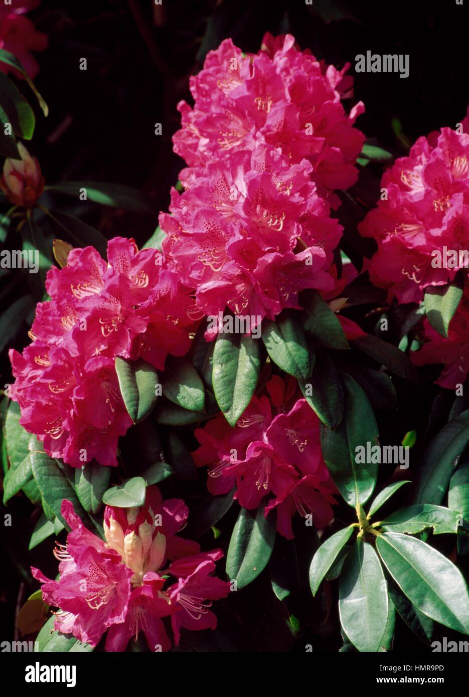 Rhododendron (Rhododendron Mrs Charles E Pearson), Ericaceae Stock
