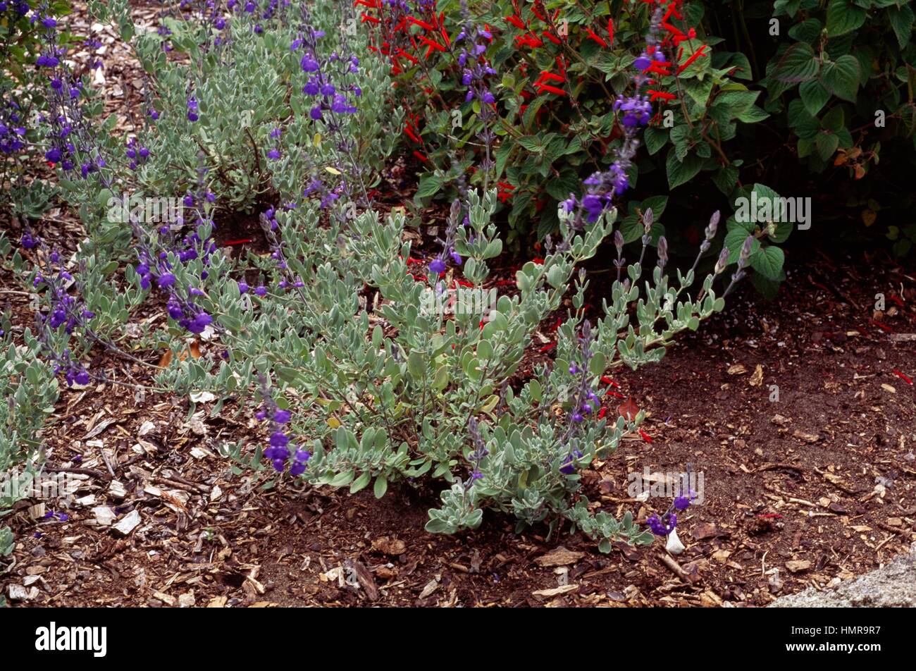 Baby sage, Graham's sage or Blackcurrant sage in bloom (Salvia microphylla), Lamiaceae. Stock Photo
