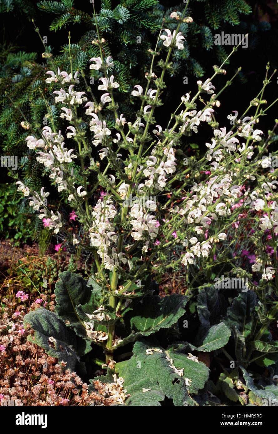 Silver sage, Silver salvia or Silver clary in bloom (Salvia argentea), Lamiaceae. Stock Photo