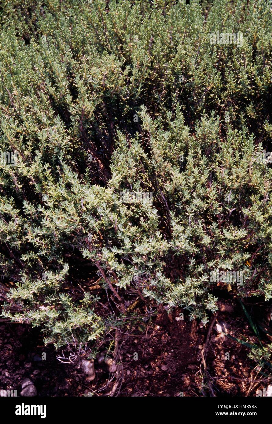 Thyme (Thymus richardii subsp nitidus), Lamiaceae. Stock Photo