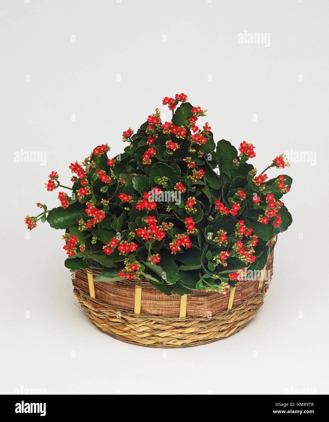 Widow's-thrill or Palm-Beach bells (Kalanchoe sp), Crassulaceae. Stock Photo
