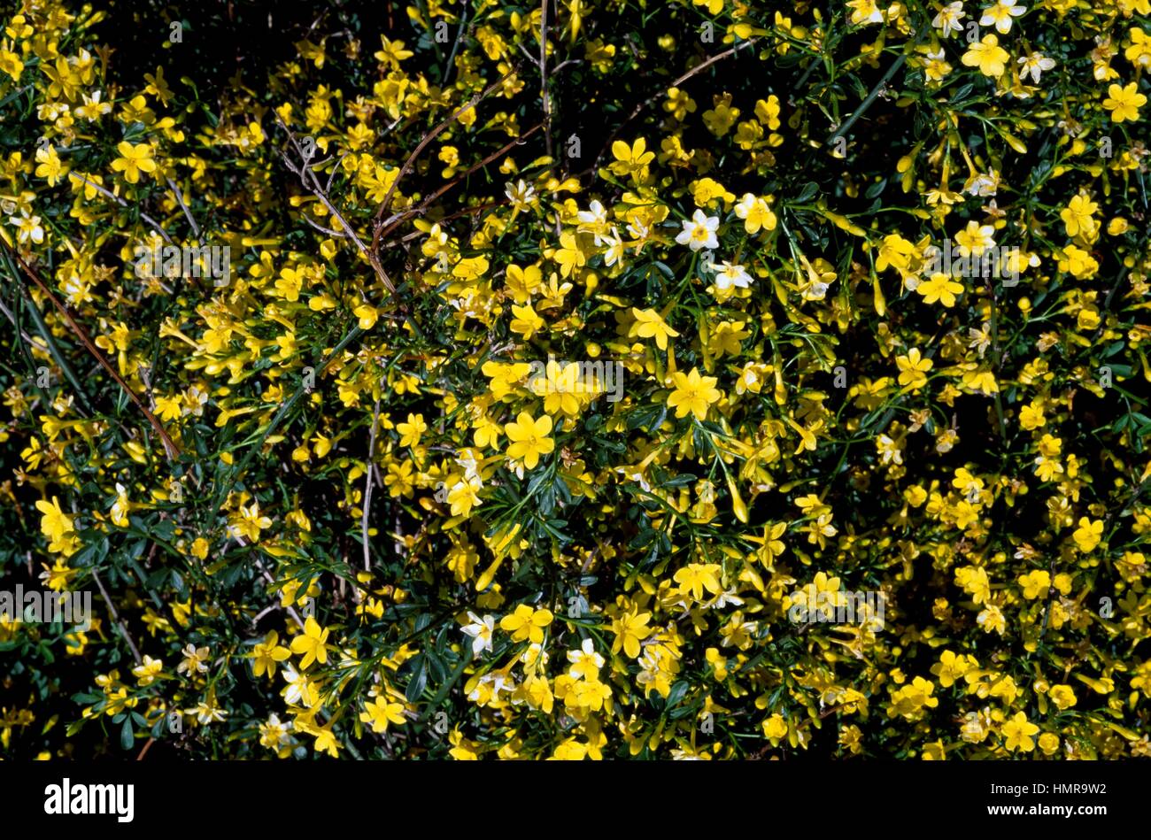 Wild jasmine or Jasmine (Jasminum fruticans), Oleaceae Stock Photo Alamy