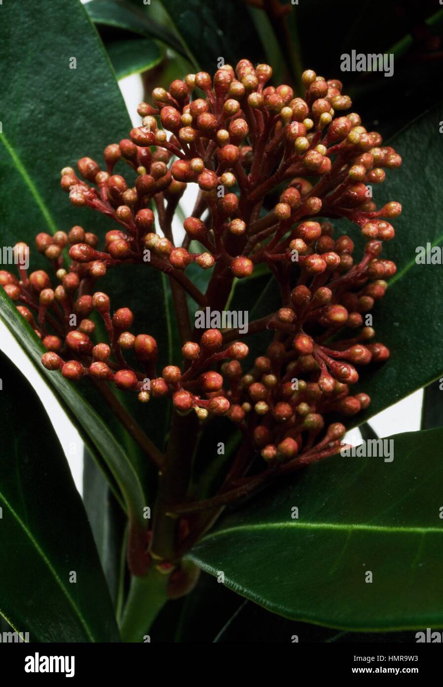 Skimmia japonica, Rutaceae. Stock Photo
