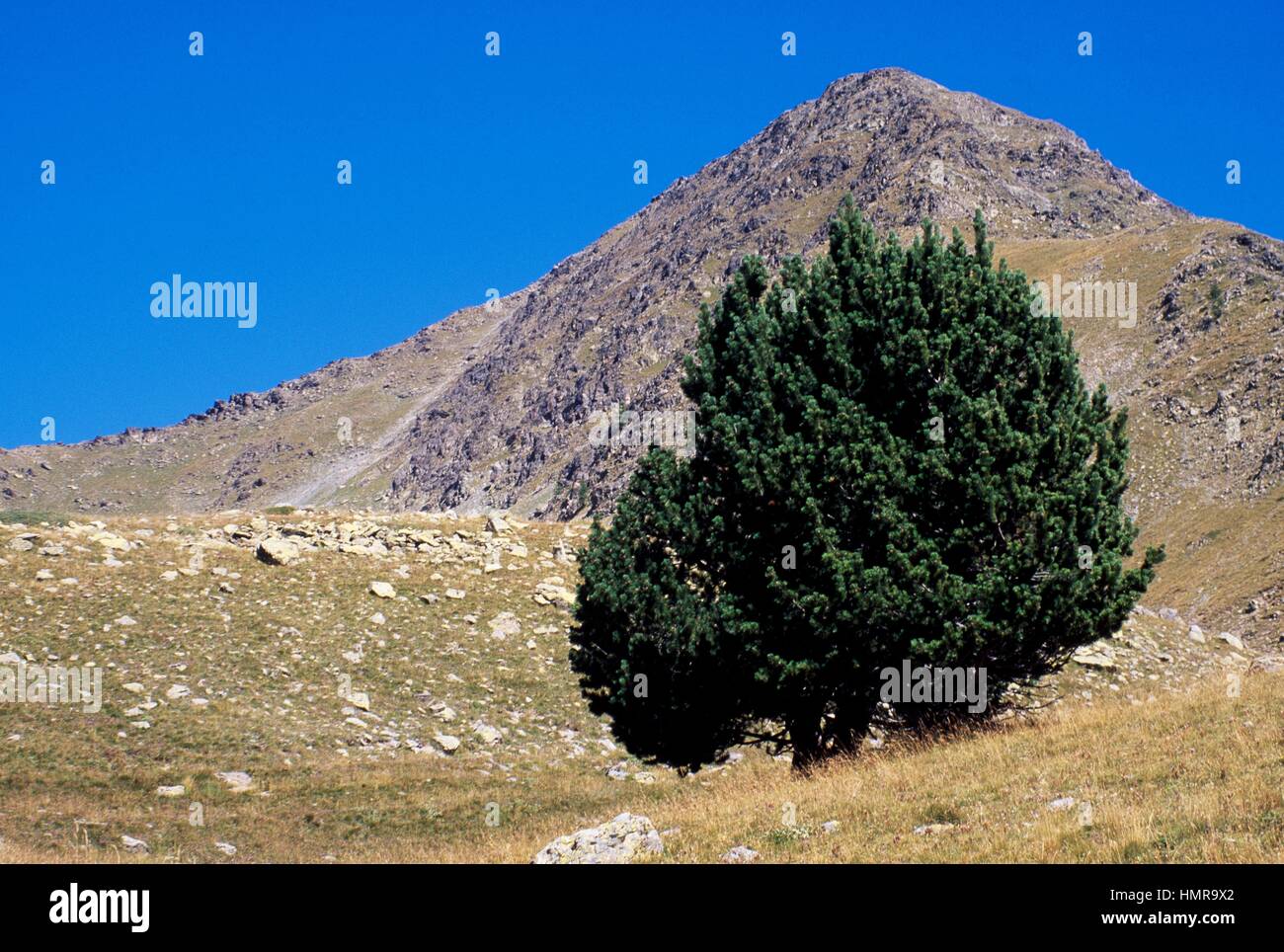 Mountain Pine (Pinus mugo Uncinata), Pinaceae. Stock Photo