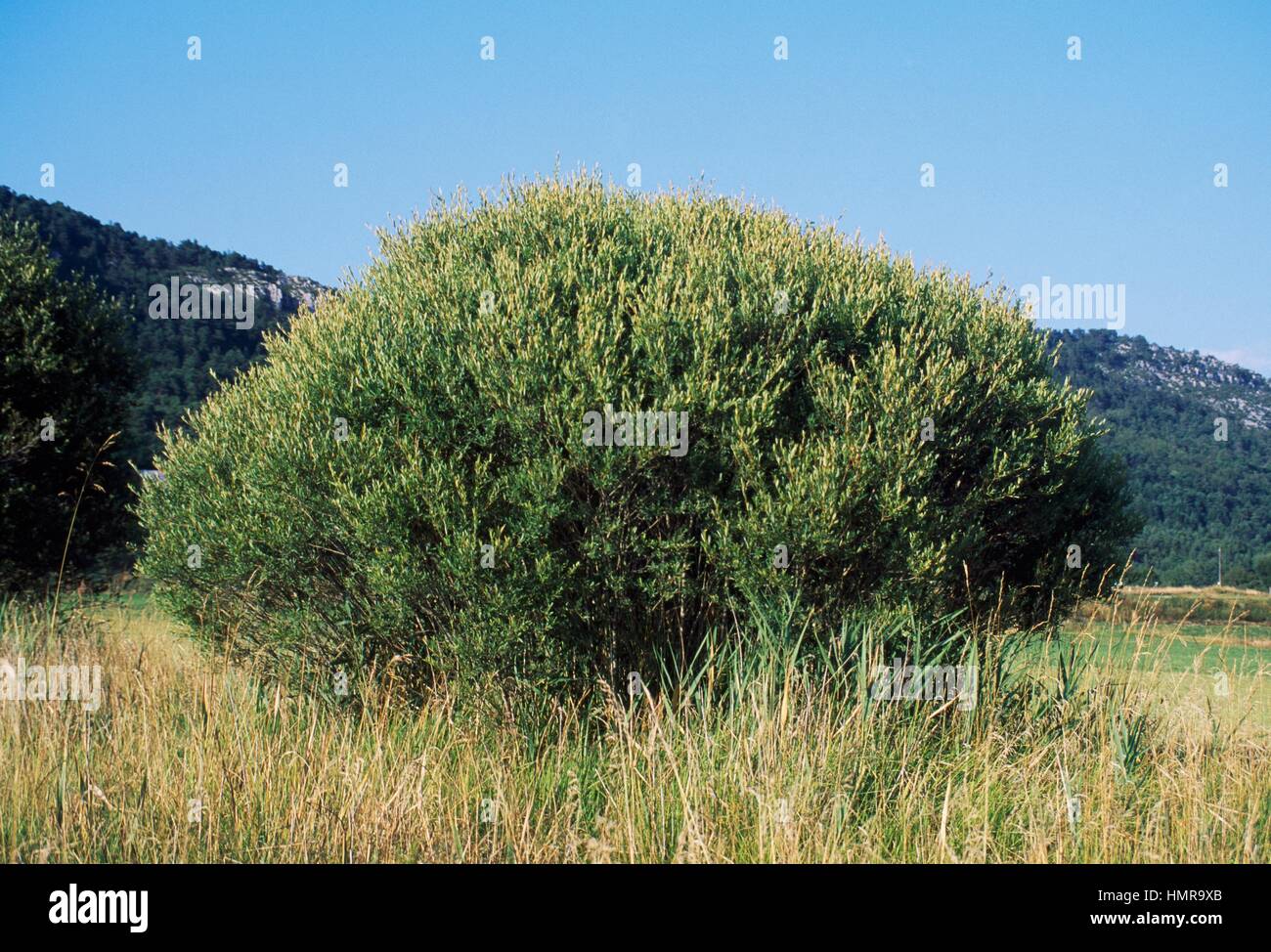Almond Willow baskets (Salix triandra), Salicaceae. Stock Photo