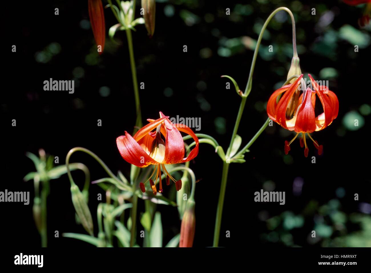 Pitkin Marsh Lily (Lilium pitkinense or Lilium pardalinum pitkinense), Liliaceae. Stock Photo