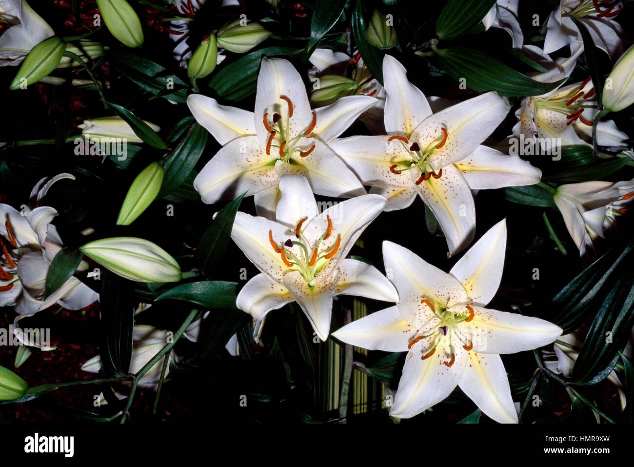 Silver lily hires stock photography and images Alamy