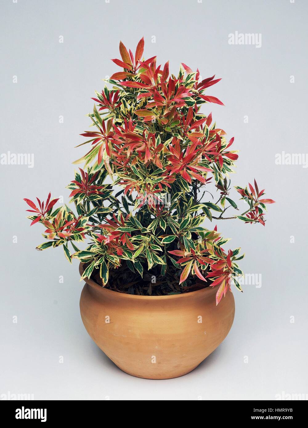 Japanese andromeda or Lily-of-the-valley-bush (Pieris japonica variegata), Ericaceae. Stock Photo