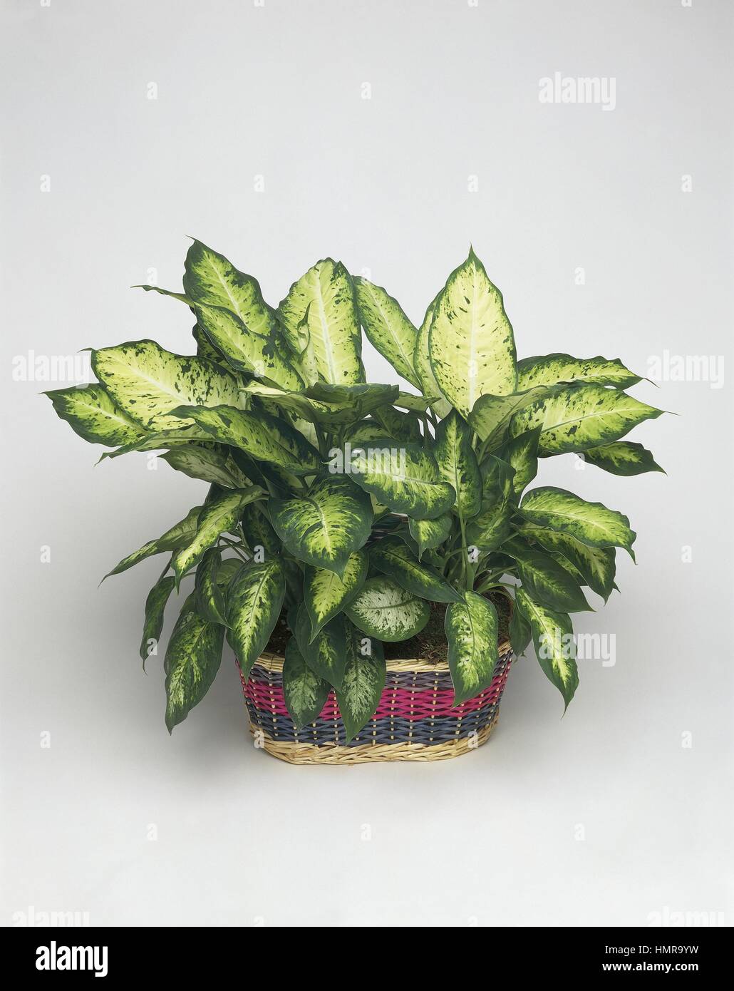 dragon jade plant Dischidia nummularia 'Dragon Jade' 4-inch