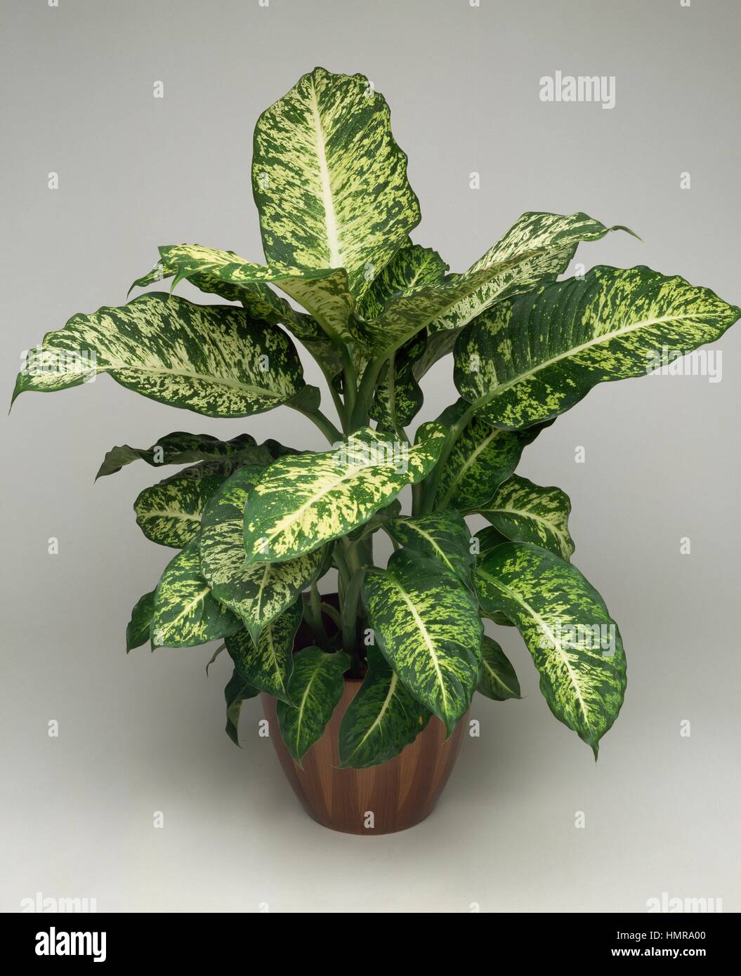 grow lamps for indoor plants Instant Sun Houseplant Grow Lamp Bundle of 3
