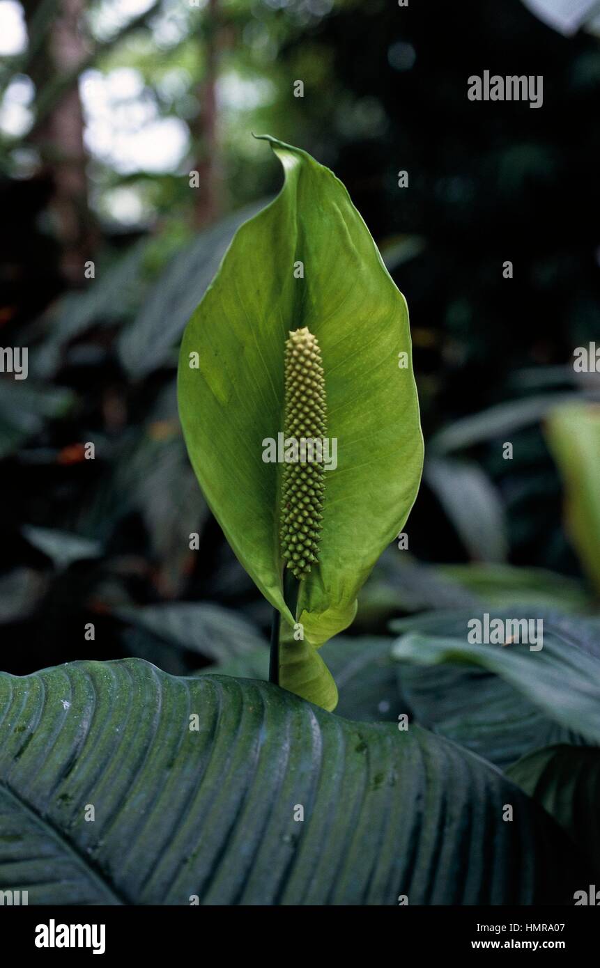 Spath or Peace Lily (Spathiphyllum sp), Araceae. Stock Photo