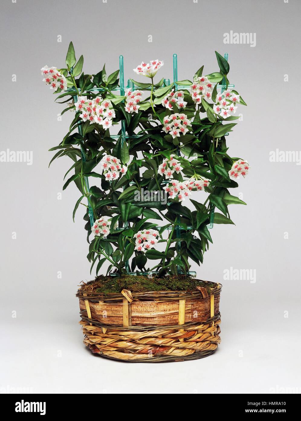 Miniature waxplant or Porcelain Flower (Hoya bella), Asclepiadaceae. Stock Photo