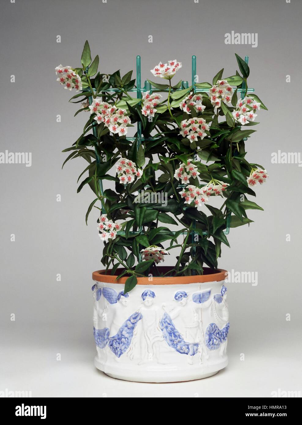 Miniature waxplant (Hoya bella), Asclepiadaceae. Stock Photo