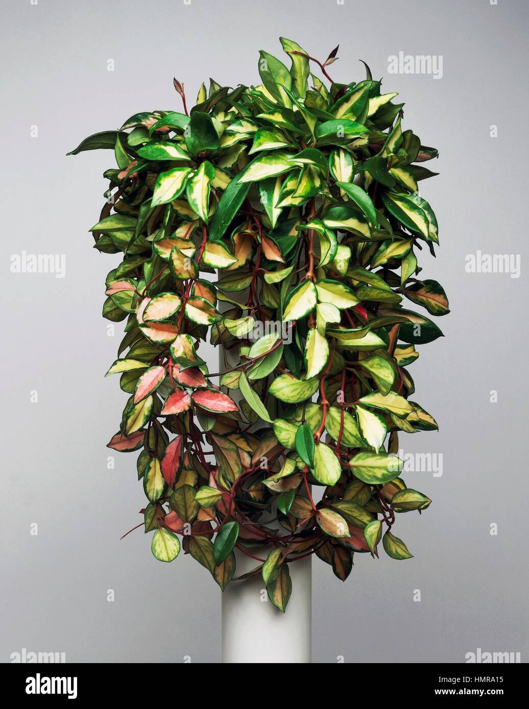 saatgut mangold BIO Mangold Samen (Rhubarb) main image 1