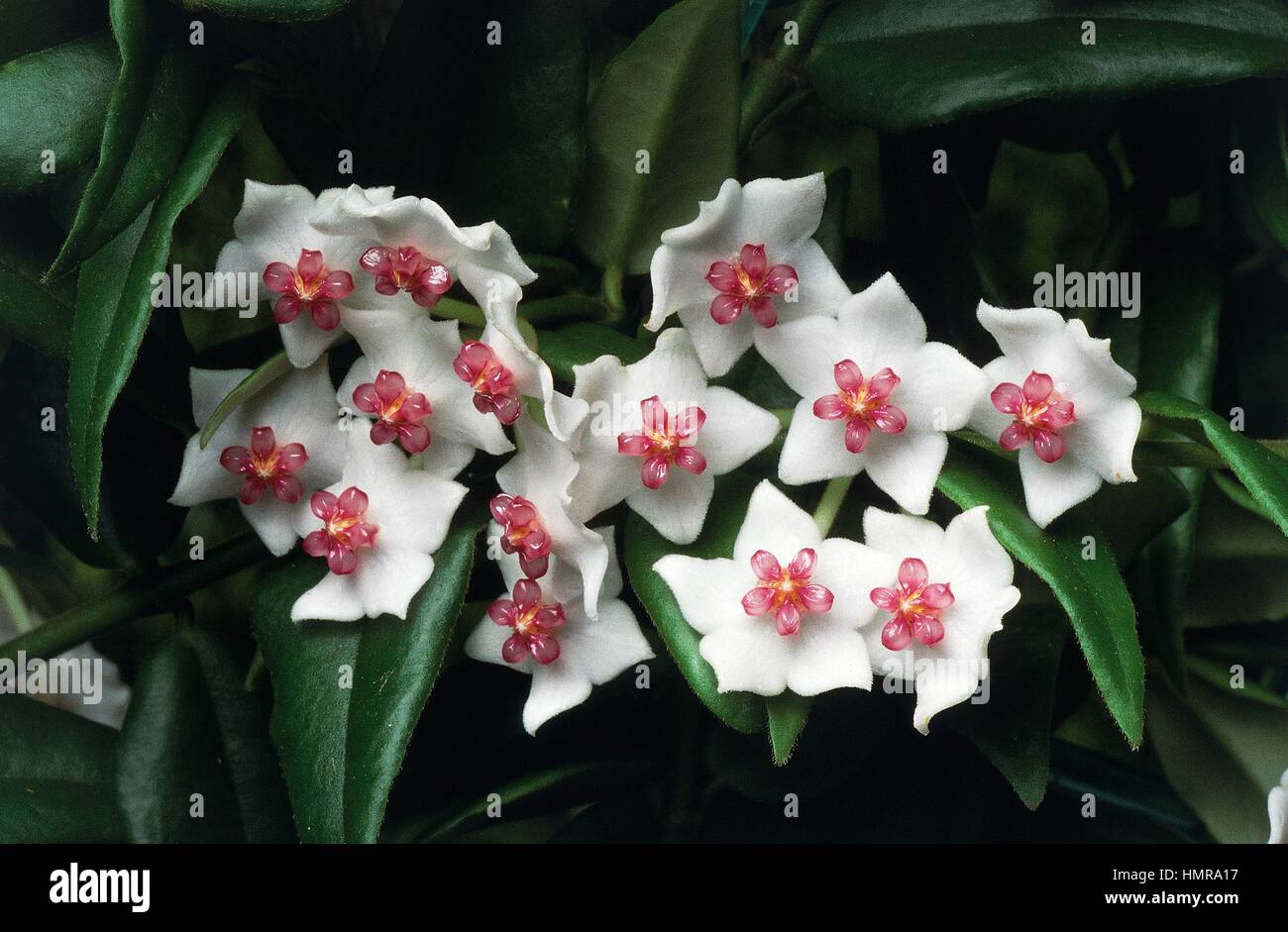 Hoya lanceolata bella, Asclepiadaceae. Stock Photo