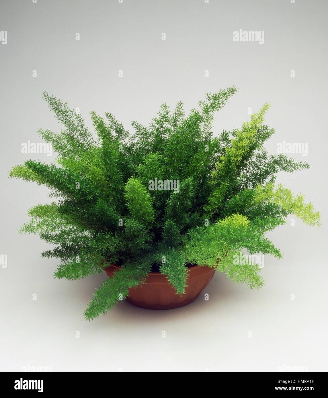 Myer's Asparagus Fern (Asparagus densiflorus Meyers), Asparagaceae