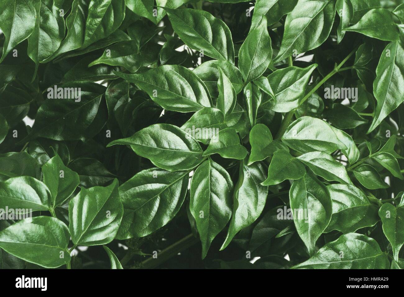 Botany - Bignoniaceae - Radermachera, close-up of leaves Stock Photo