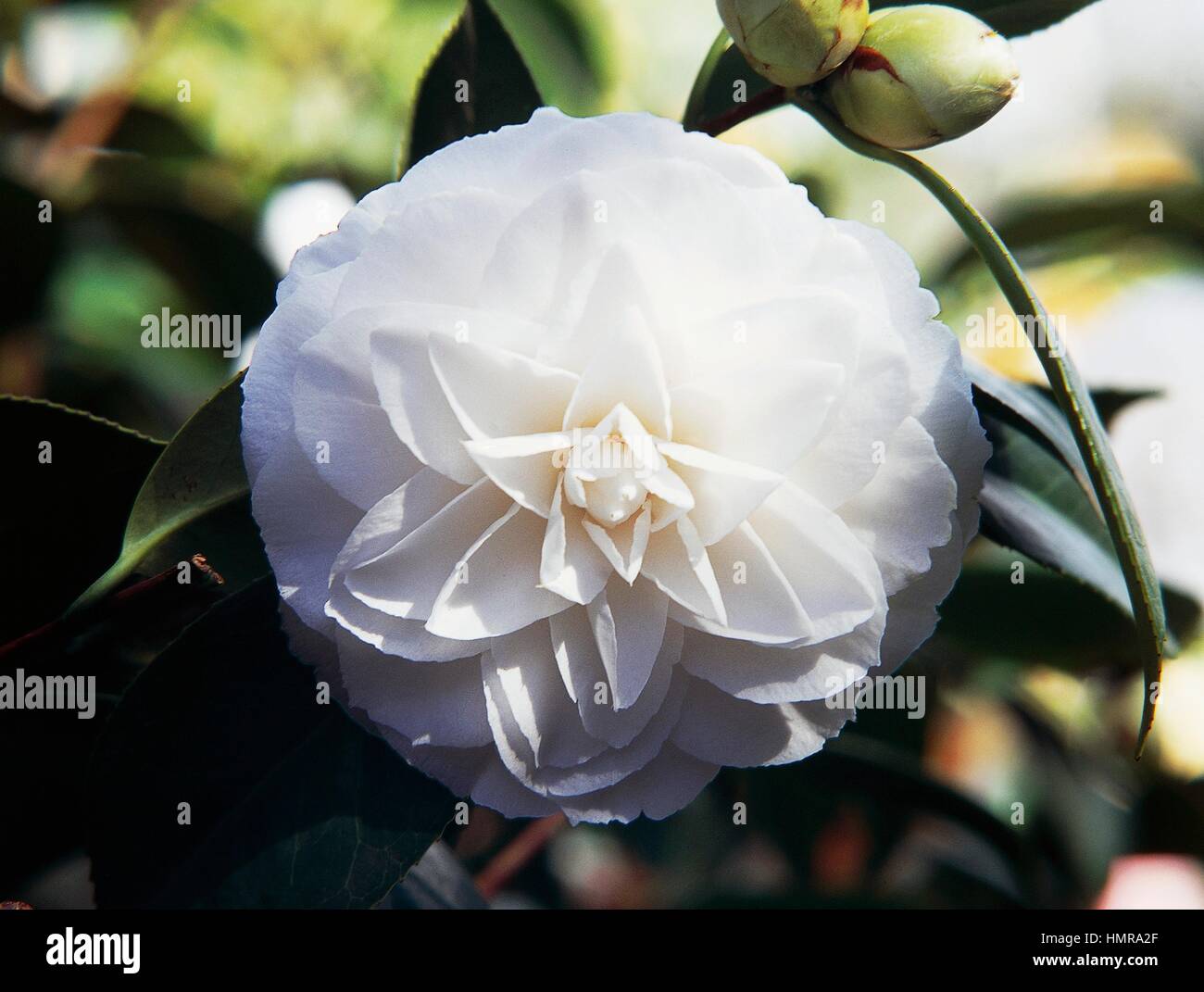Bud japanese camellia japonica hi-res stock photography and images - Alamy
