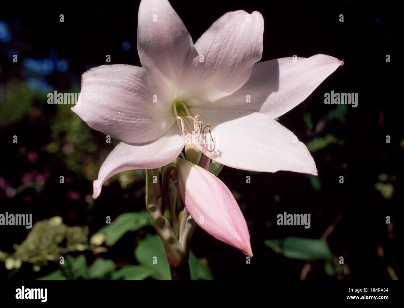Crinum Cape Dawn, Amaryllidaceae. Stock Photo
