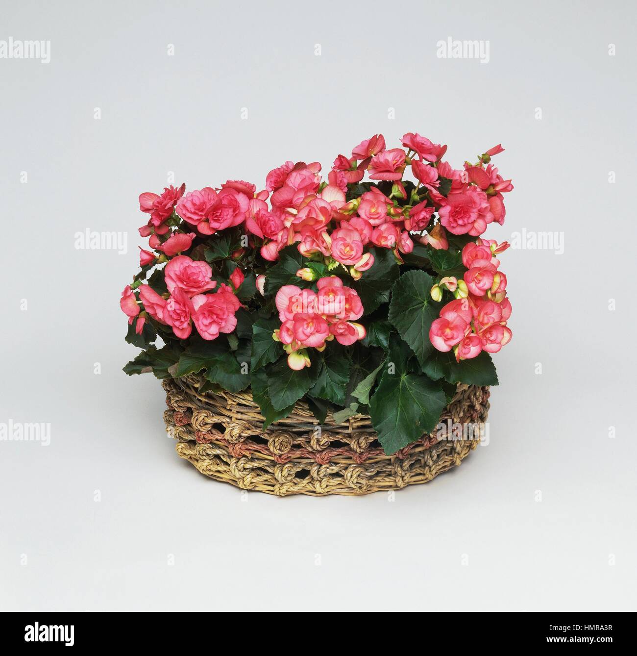 Elatior begonia (Begonia elatior or Begonia hiemalis), Begoniaceae ...